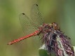 Sympetrum vulgatum male-2